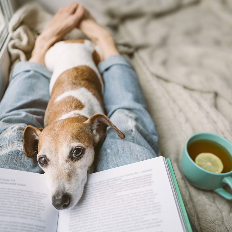 Pet trust concept:Reading at home with pet Jack Russell terrier. Cozy home weekend with interesting book, dog and hot tea.