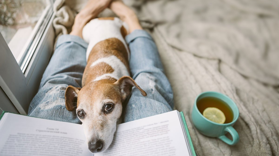 Pet trust concept:Reading at home with pet Jack Russell terrier. Cozy home weekend with interesting book, dog and hot tea.