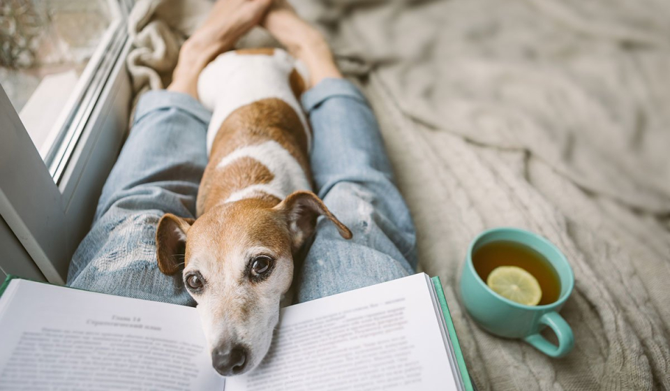 Pet trust concept:Reading at home with pet Jack Russell terrier. Cozy home weekend with interesting book, dog and hot tea.