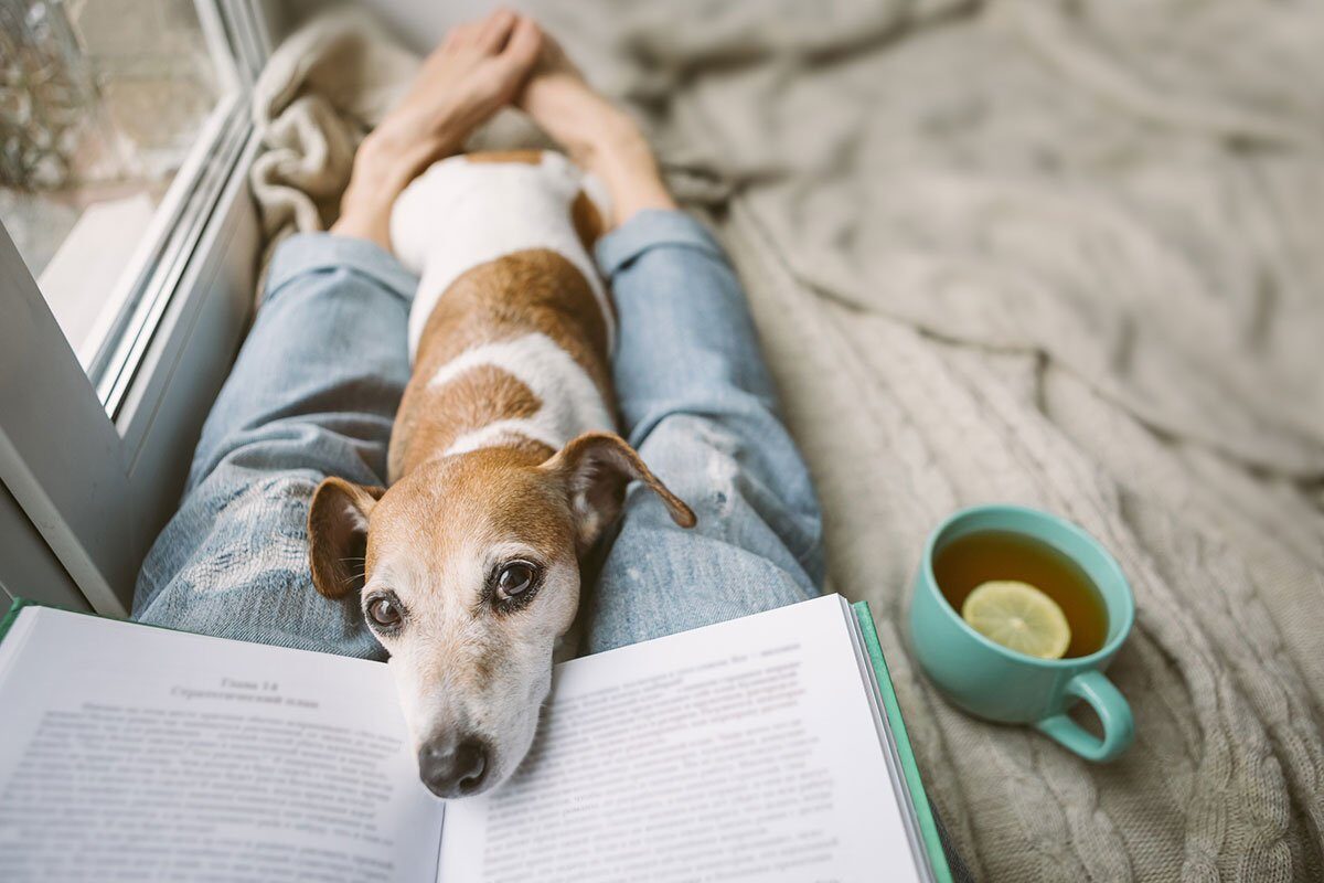 Pet trust concept:Reading at home with pet Jack Russell terrier. Cozy home weekend with interesting book, dog and hot tea.